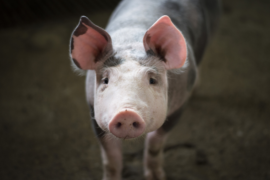 Descubren nueva gripe porcina con “potencial pandémico”